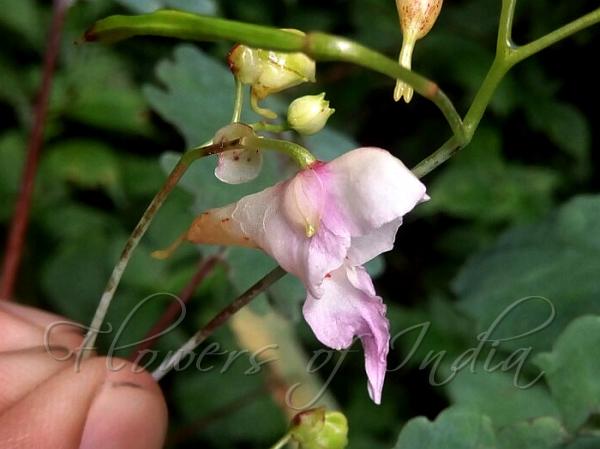 Glaucous Balsam